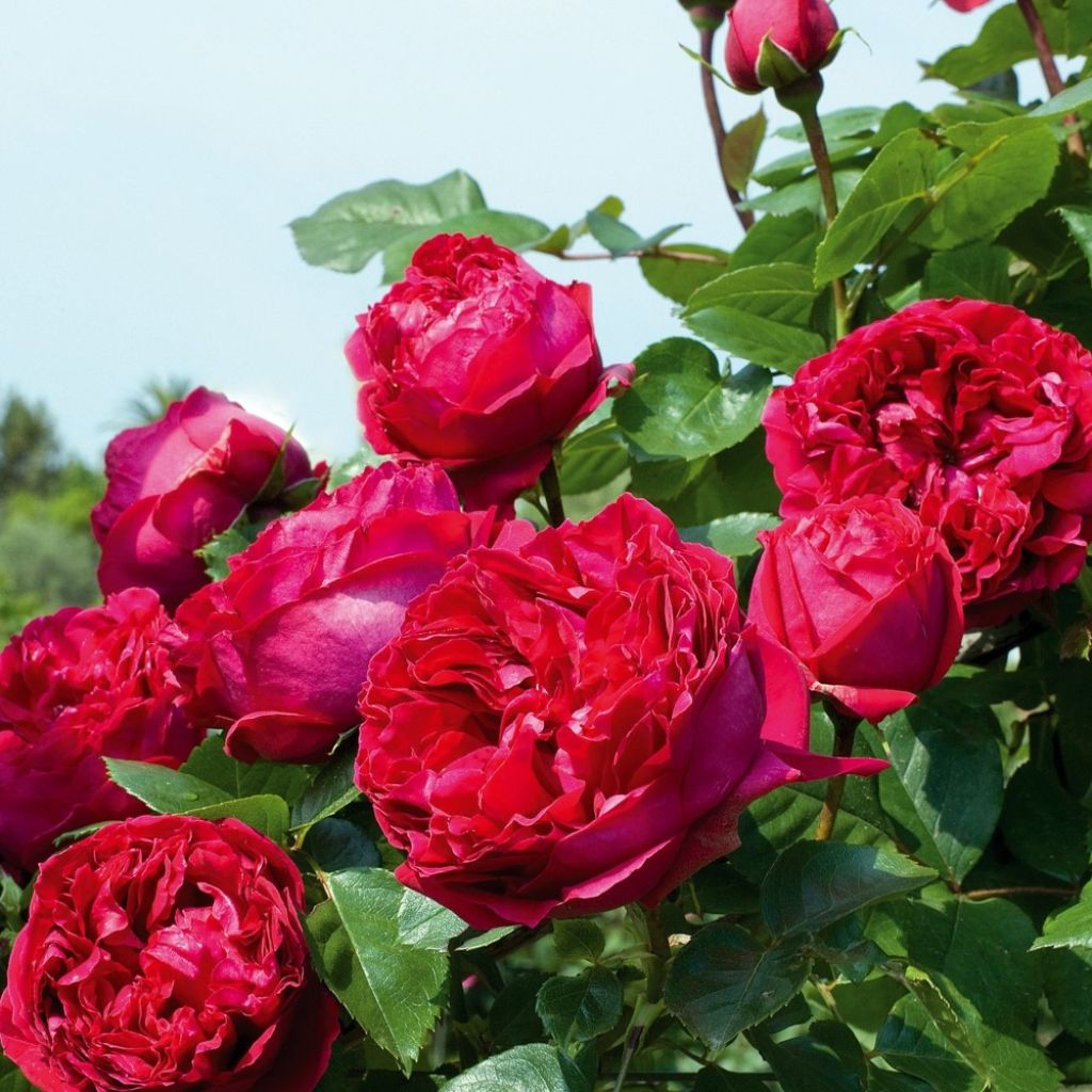 Rosier grimpant Red Eden Rose