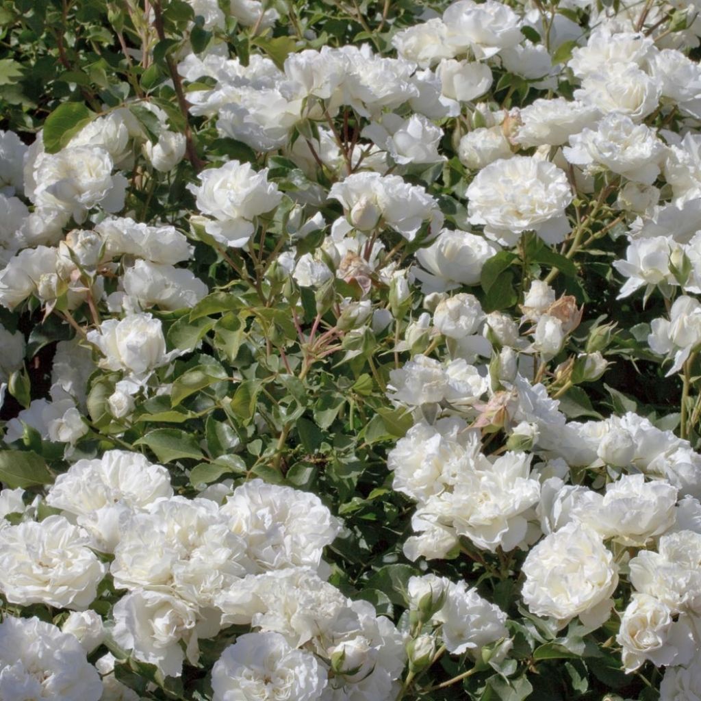 Rosier arbustif Blanc Meillandecor