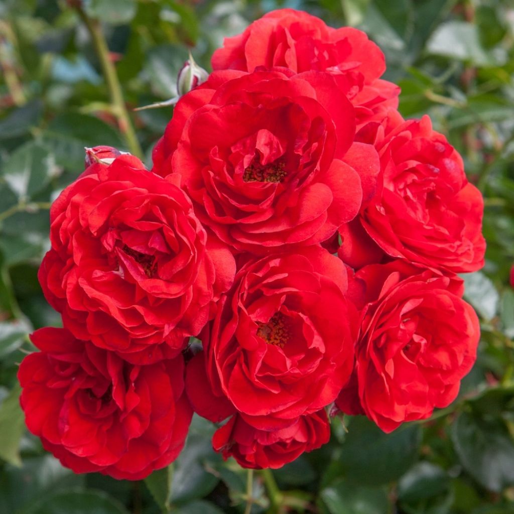 Rosier arbustif Scarlet Bonica