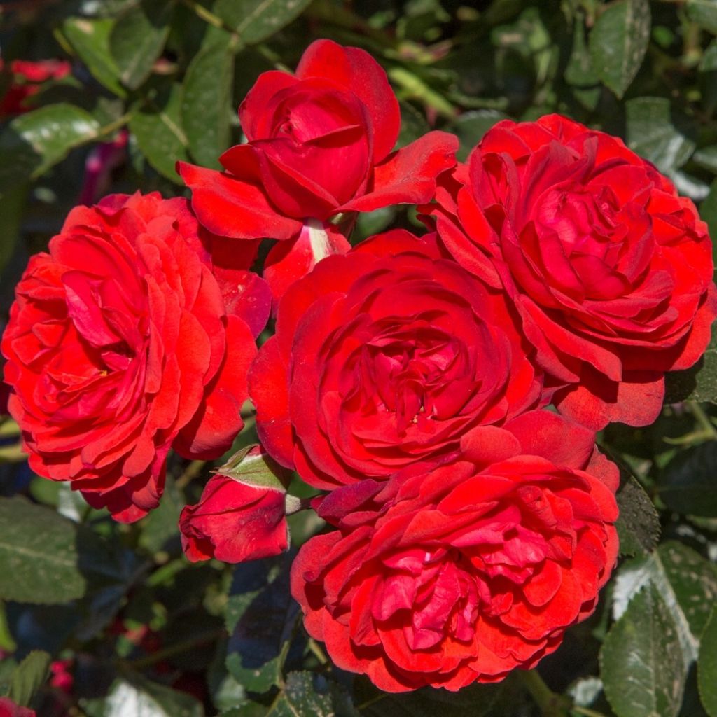 Rosier arbustif Scarlet Bonica
