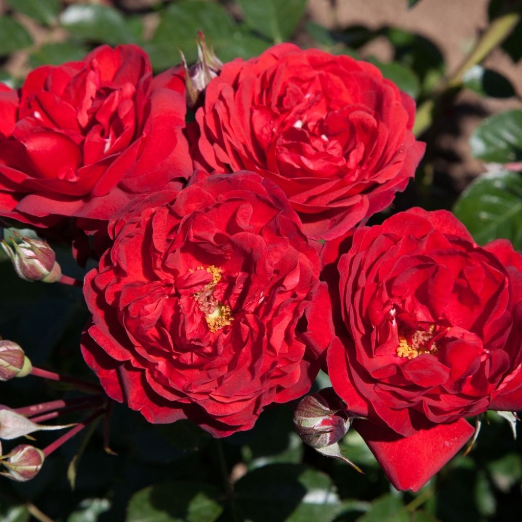 Rosier arbustif Scarlet Bonica