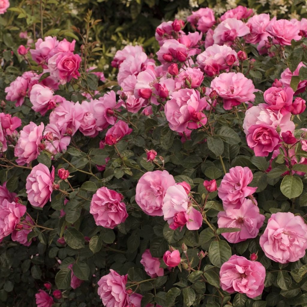 Rosier arbustif Deborah Meillandecor