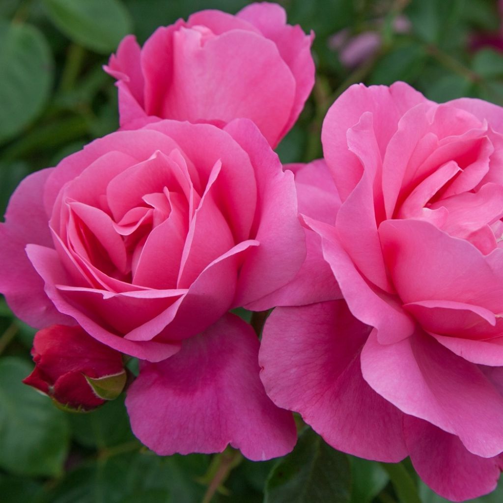 Rosier arbustif Deborah Meillandecor