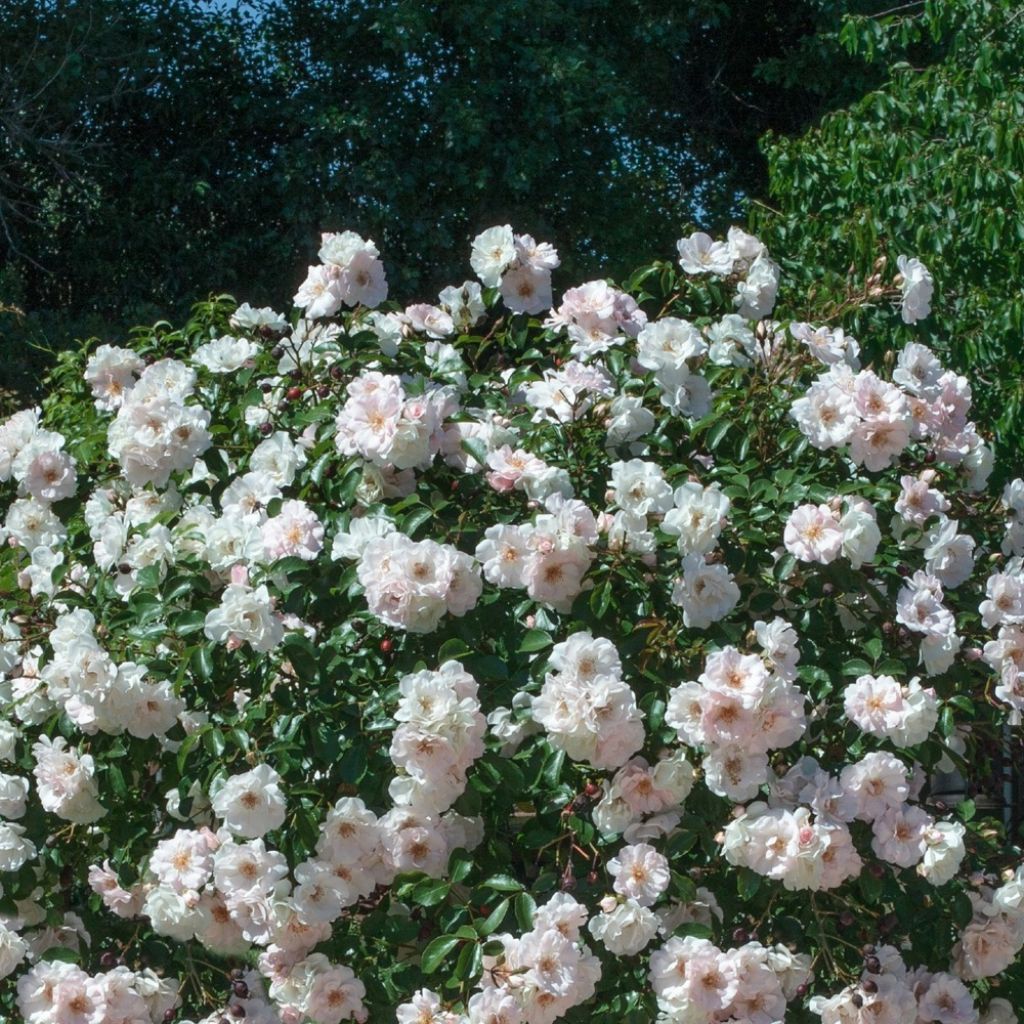 Rosier arbustif Ice Meillandecor