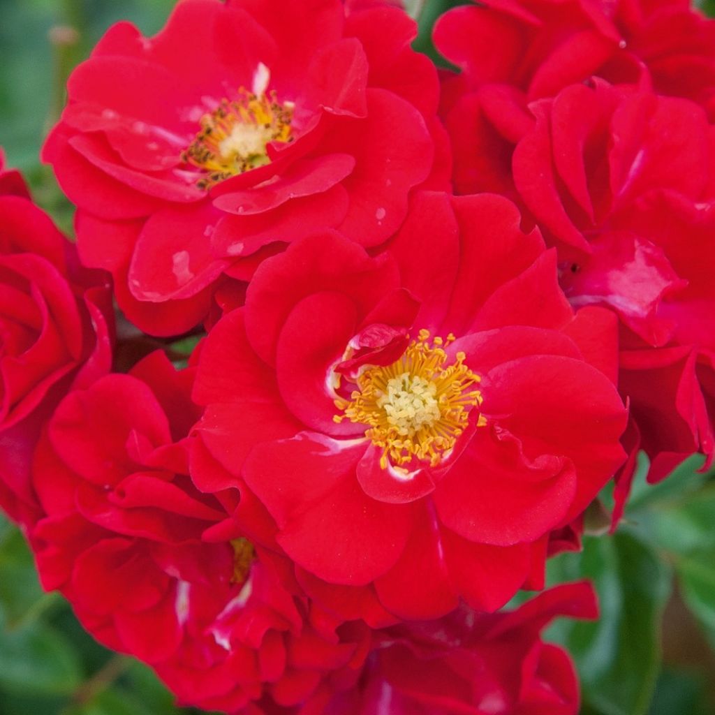 Rosier paysager Hello