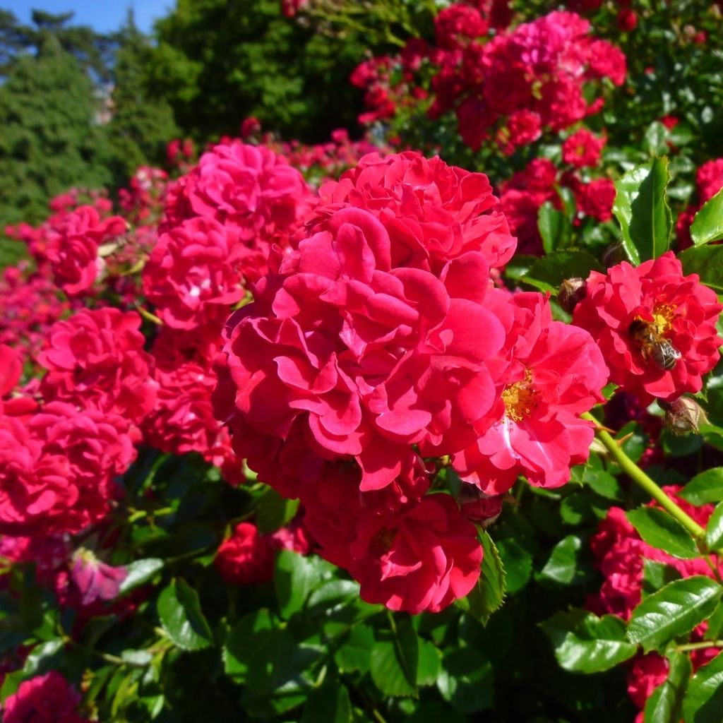 Rosier paysager Hello