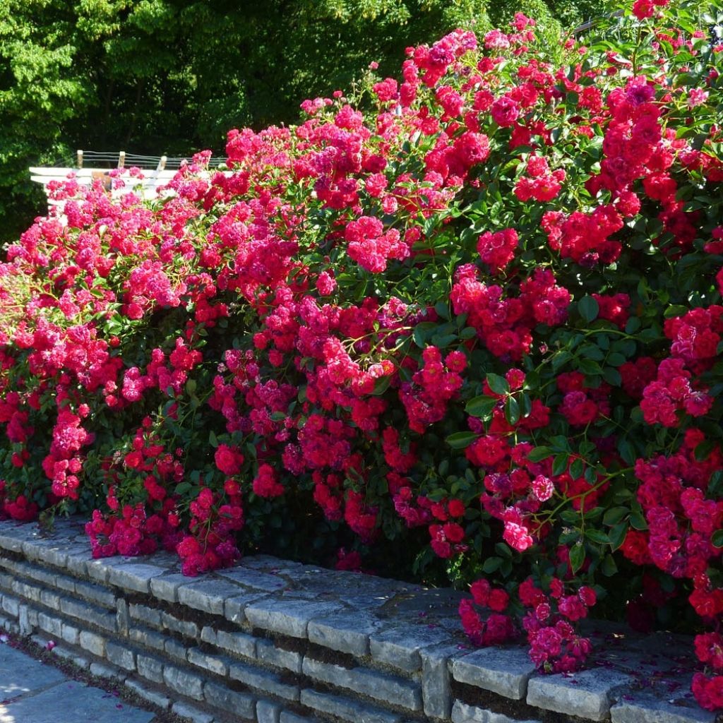 Rosier paysager Hello