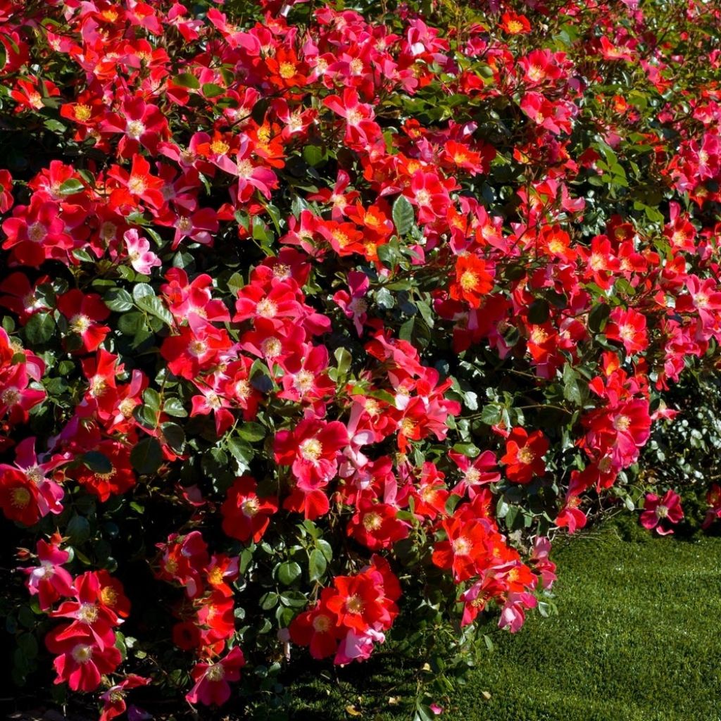 Rosier arbustif Candia Meillandecor