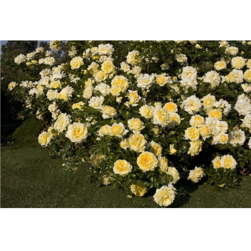 Rosier arbustif Nadia Meillandecor