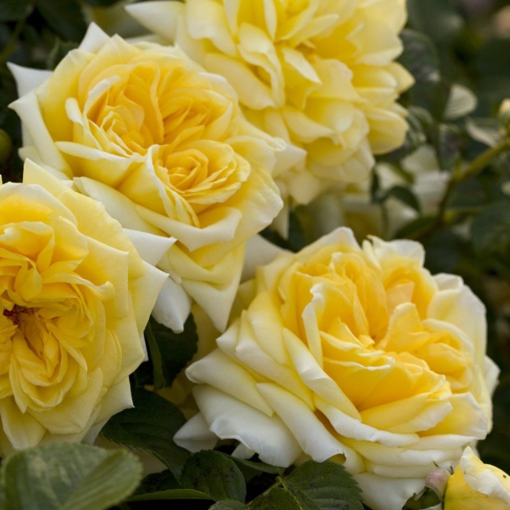 Rosier arbustif Nadia Meillandecor