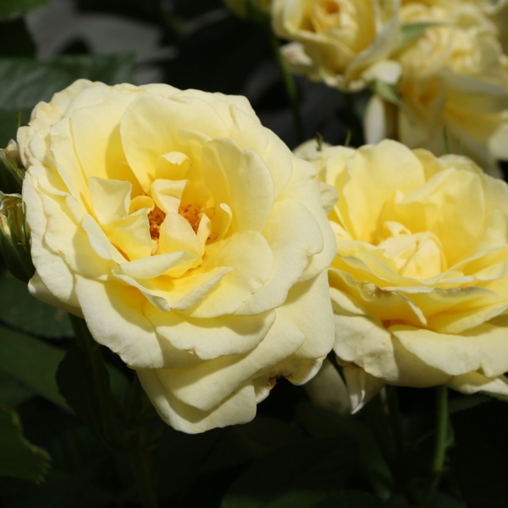 Rosier à fleurs groupées Rustica III
