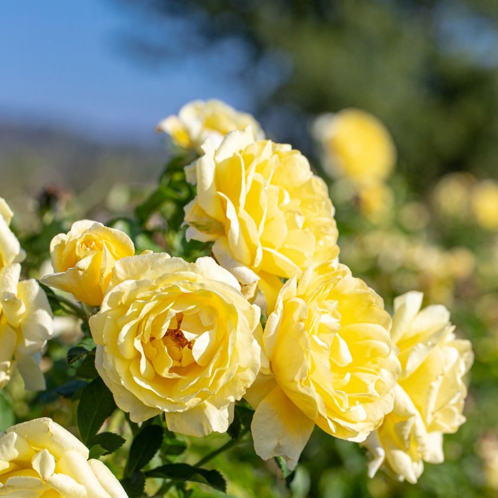 Rosier à fleurs groupées Rustica III