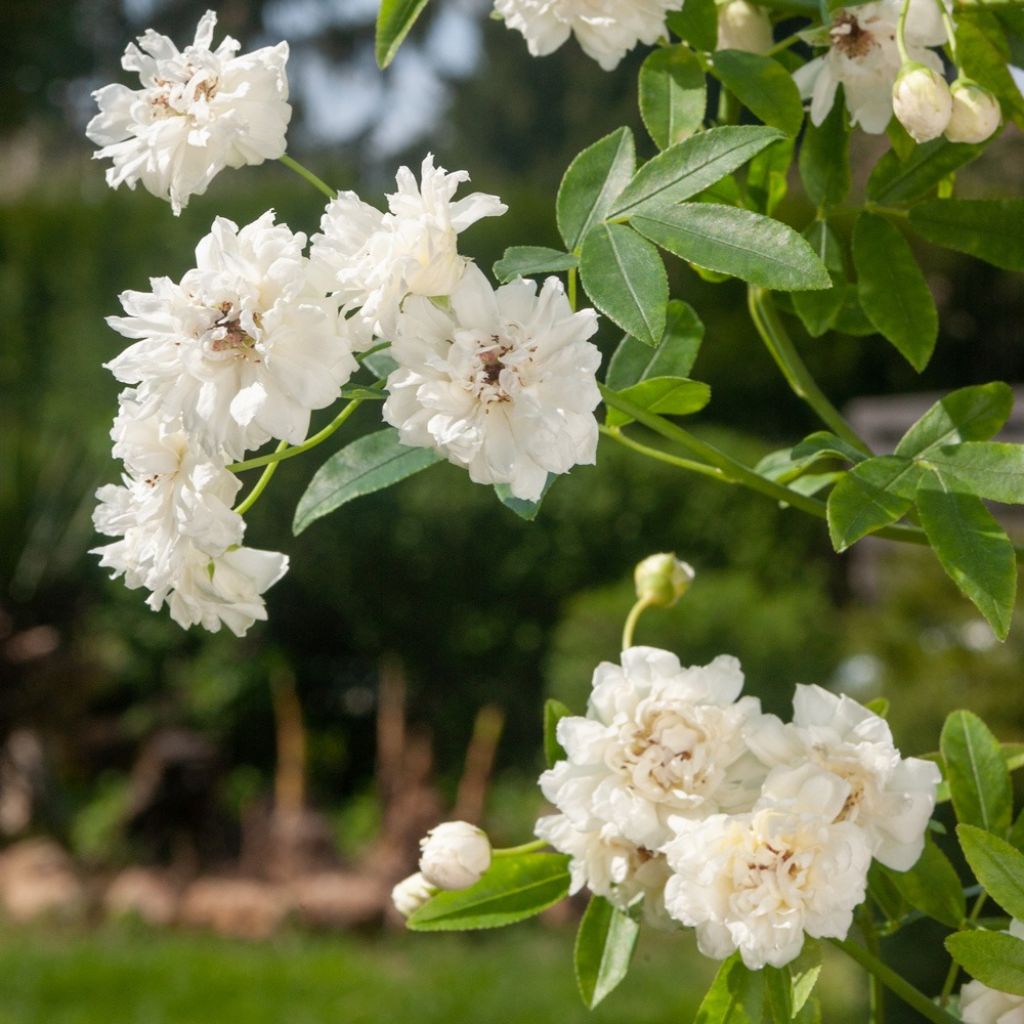 Rosier liane banksiae Purezza