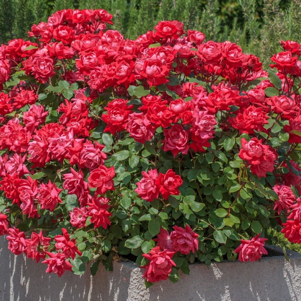 Rosier couvre-sol Double Knock Out