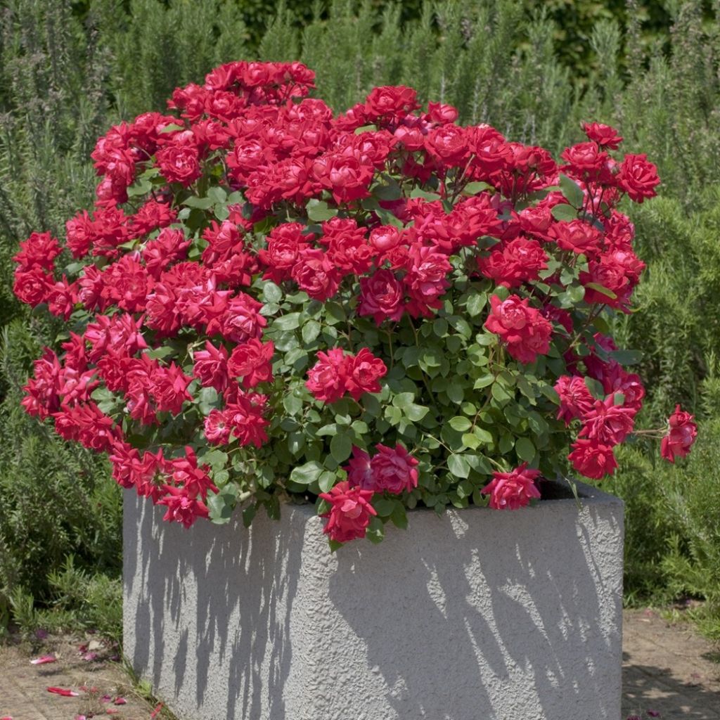 Rosier couvre-sol Double Knock Out
