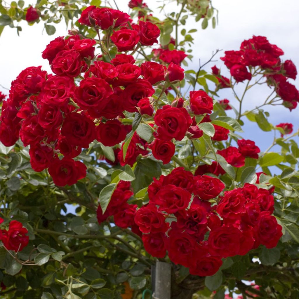 Rosier tige pleureur Scarlet Meillandecor Meikrotal 