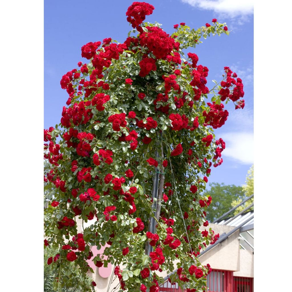 Rosier tige pleureur Scarlet Meillandecor Meikrotal 