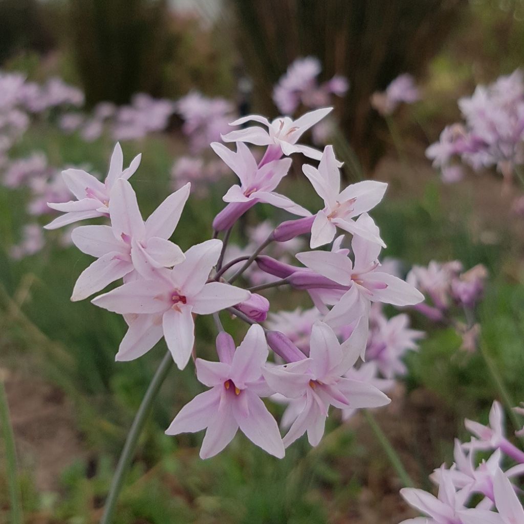 Tulbaghia violacea Ashanti