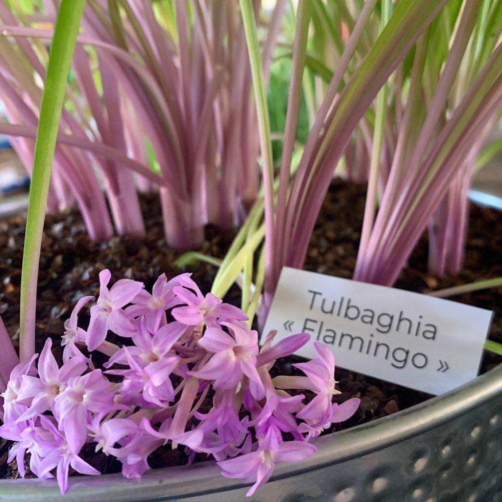 Tulbaghia Flamingo - Tulbaghie