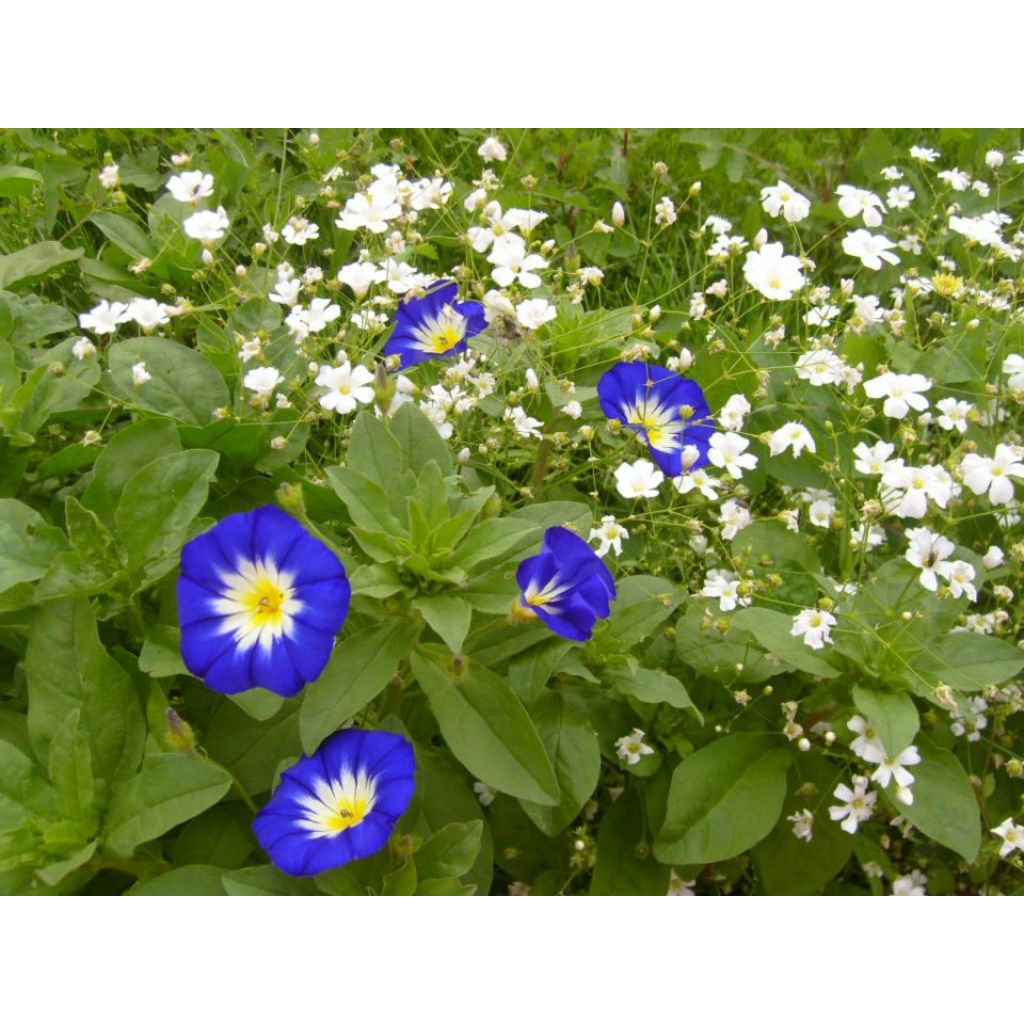 Graine de Belle de Jour Pavillon Bleu - Convolvulus tricolor Royal Ensign