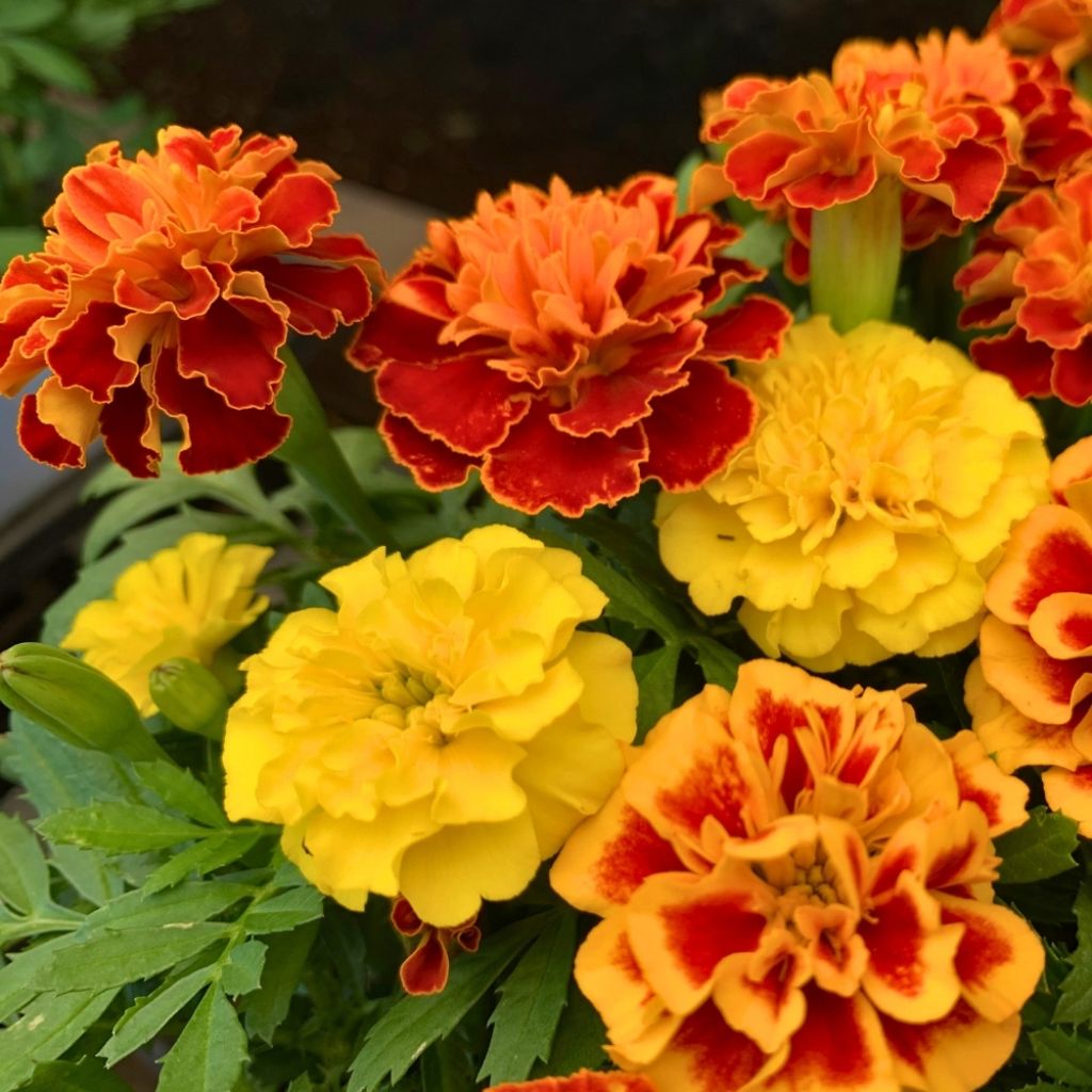 Oeillet d'Inde Bonanza Orange