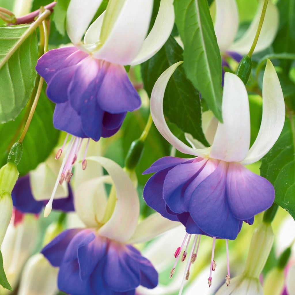 Fuchsia rustique Blue Sarah