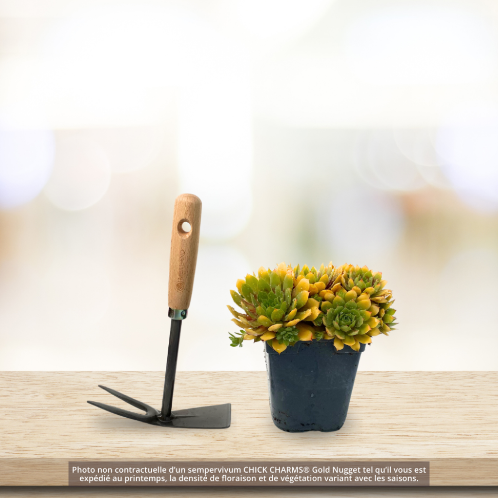 Sempervivum Chick Charms Gold Nugget - Joubarbe