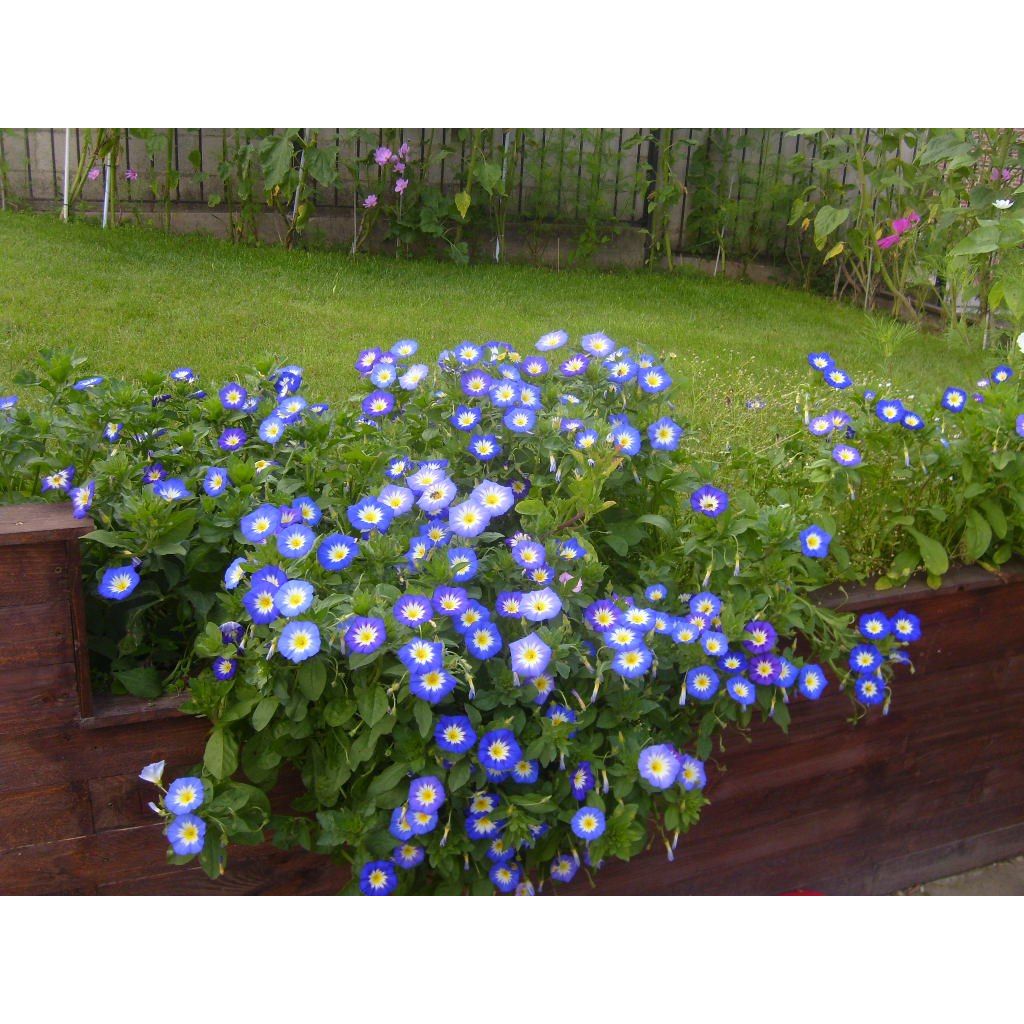 Graine de Belle de Jour Pavillon Bleu - Convolvulus tricolor Royal Ensign