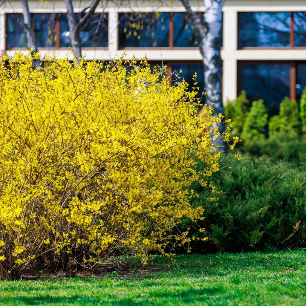 Forsythia intermedia Week-end - Mimosa de Paris