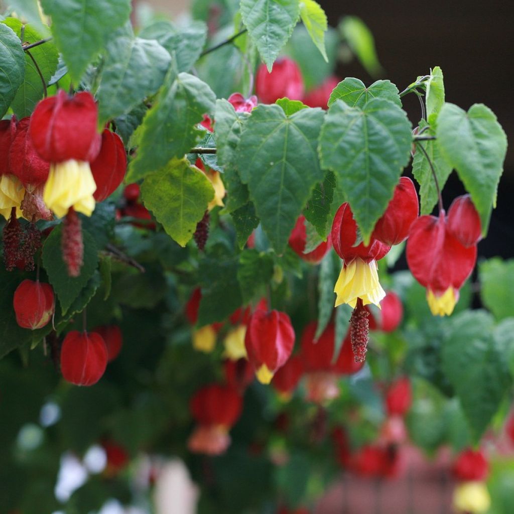Abutilon megapotamicum - Abutilon du grand fleuve