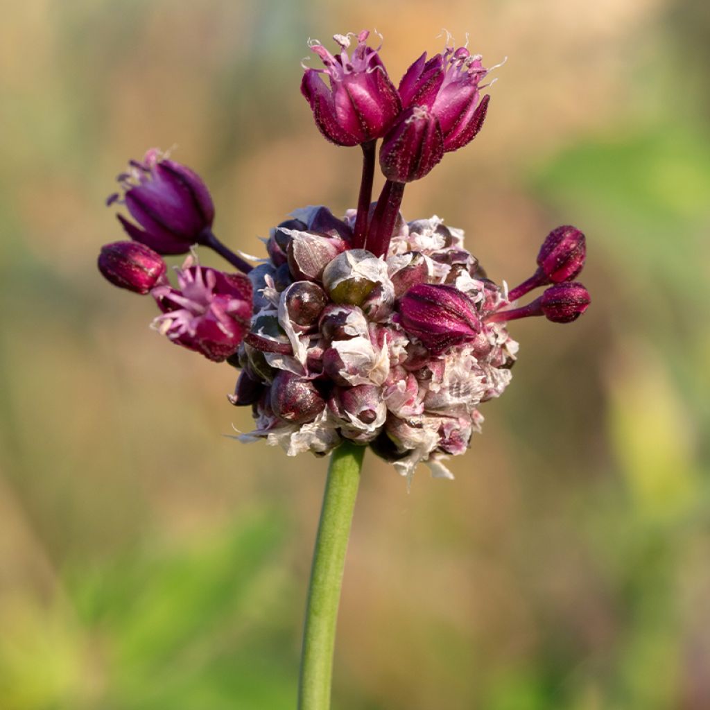 Ail d'ornement - Allium scorodoprasum Art