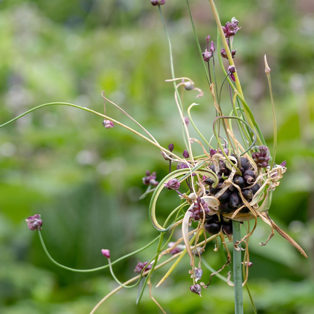 Ail d'ornement - Allium scorodoprasum Art