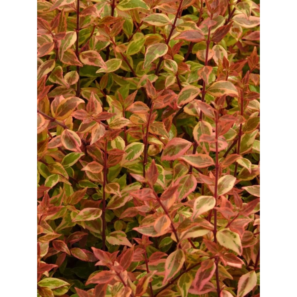 Abelia grandiflora Sunshine Daydream