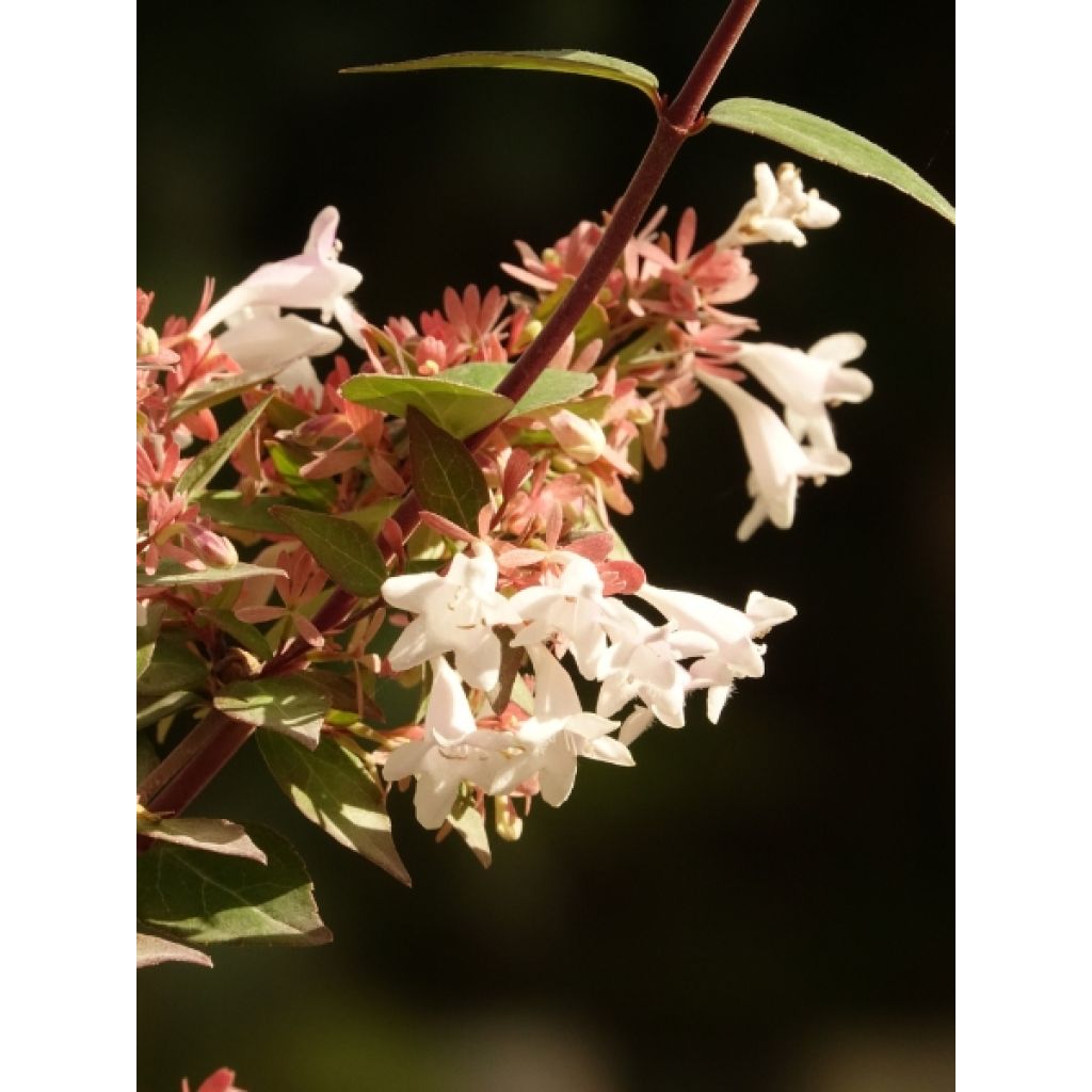 Abelia grandiflora - Abélia à grandes fleurs