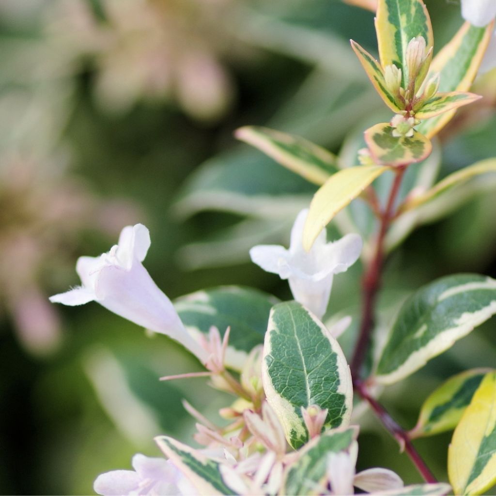 Abelia grandiflora Sparkling Silver