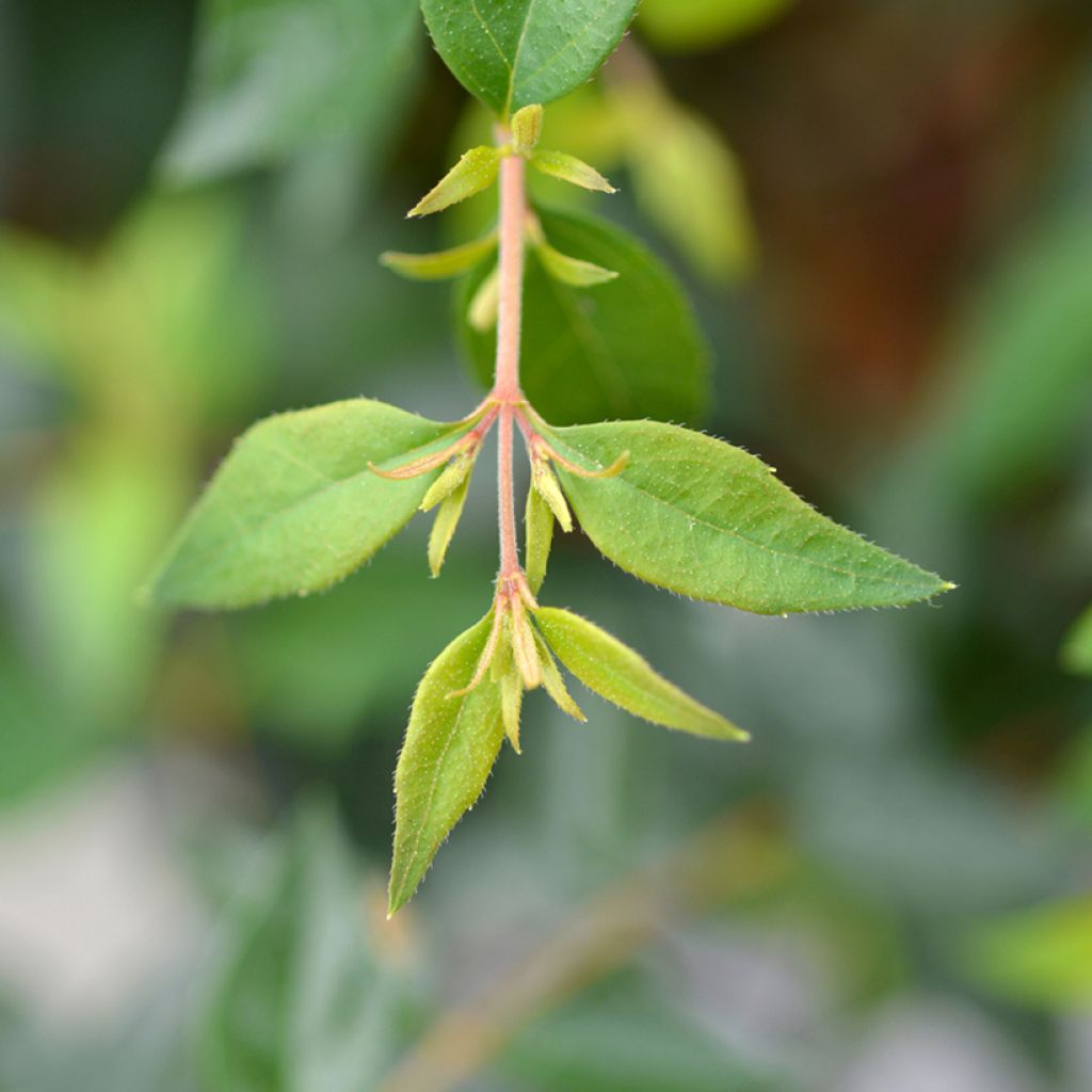 Abelia Edward Goucher