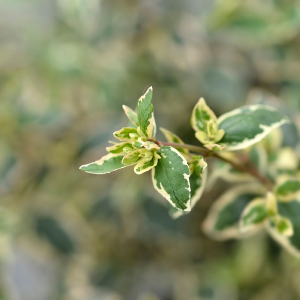 Abelia Magic Daydream