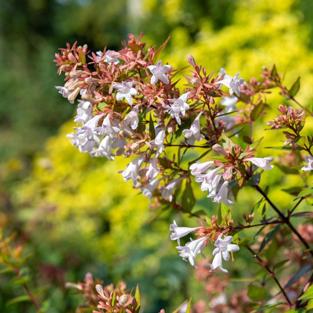 Abelia chinensis - Abélia de Chine