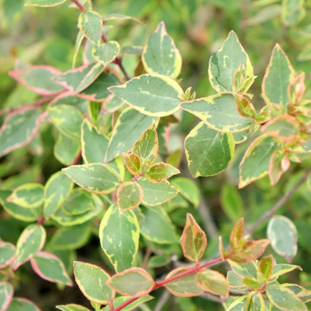 Abelia grandiflora Sunshine Daydream