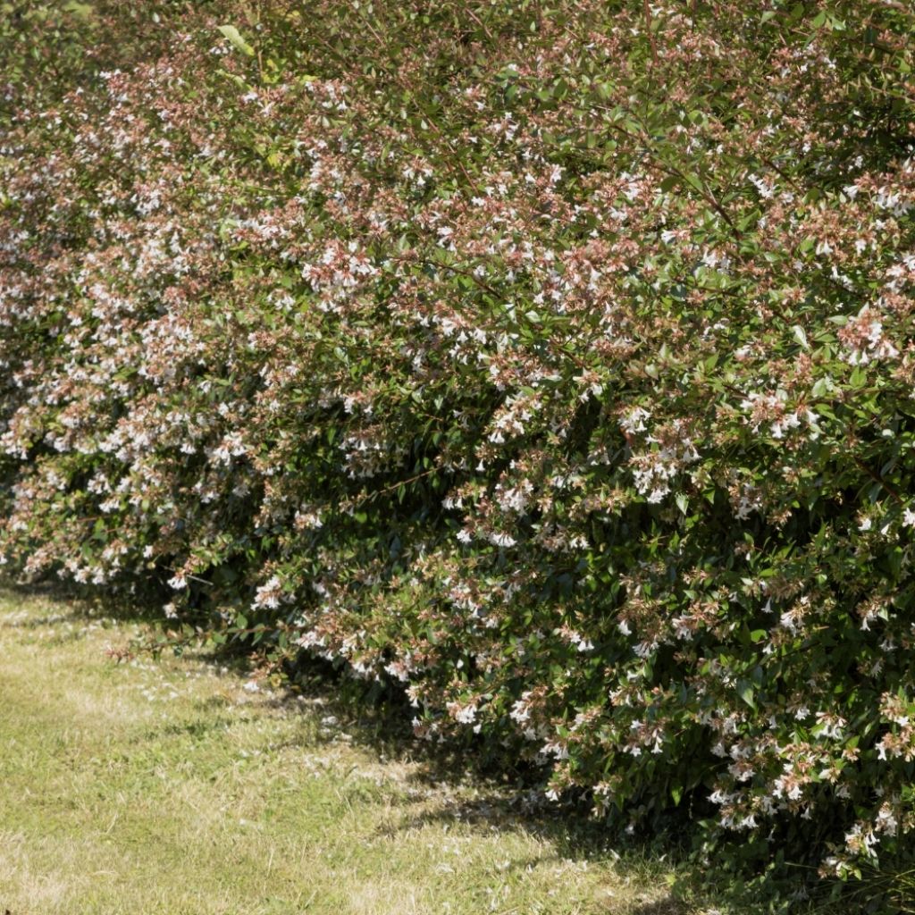 Abelia grandiflora - Abélia à grandes fleurs