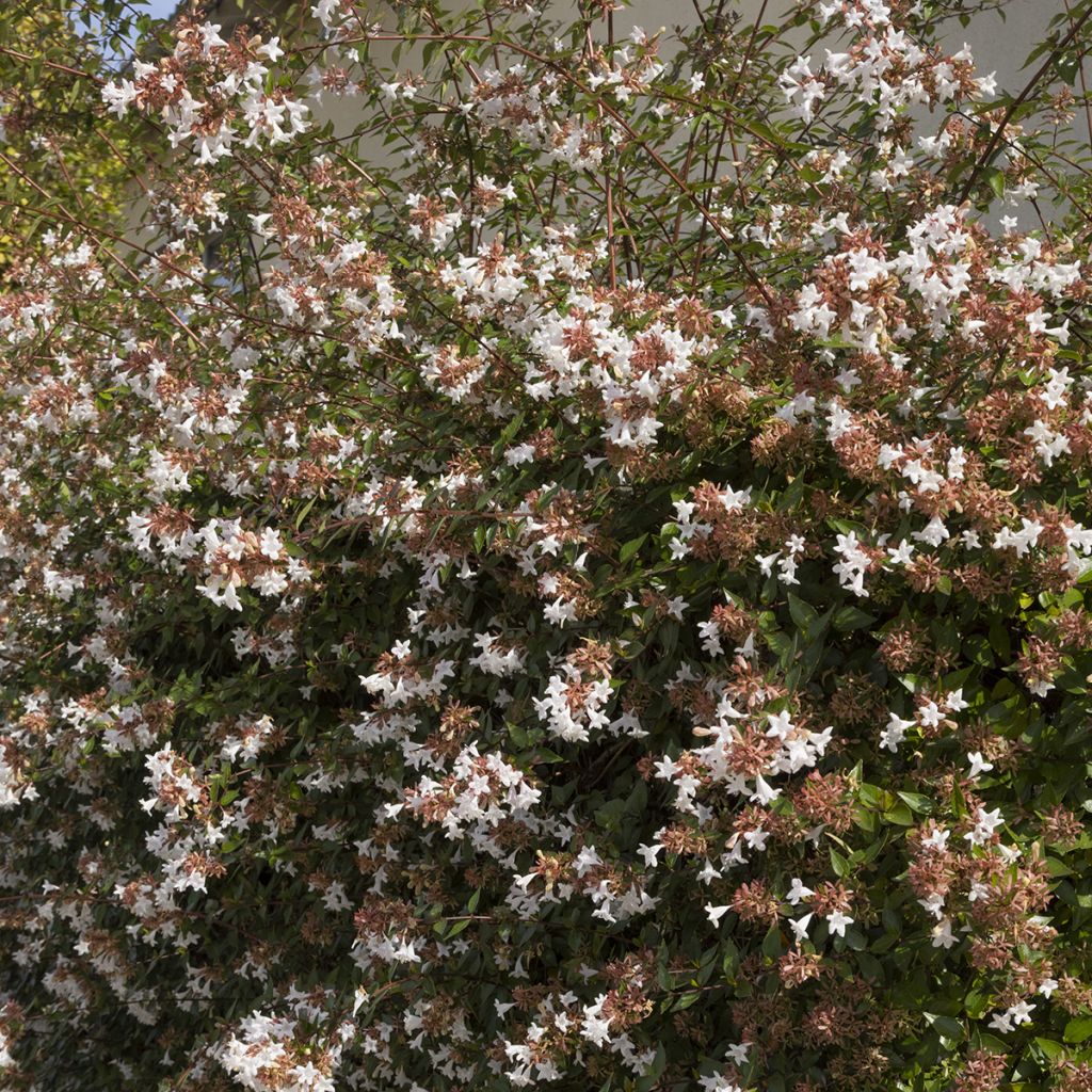 Abelia grandiflora Prostrata