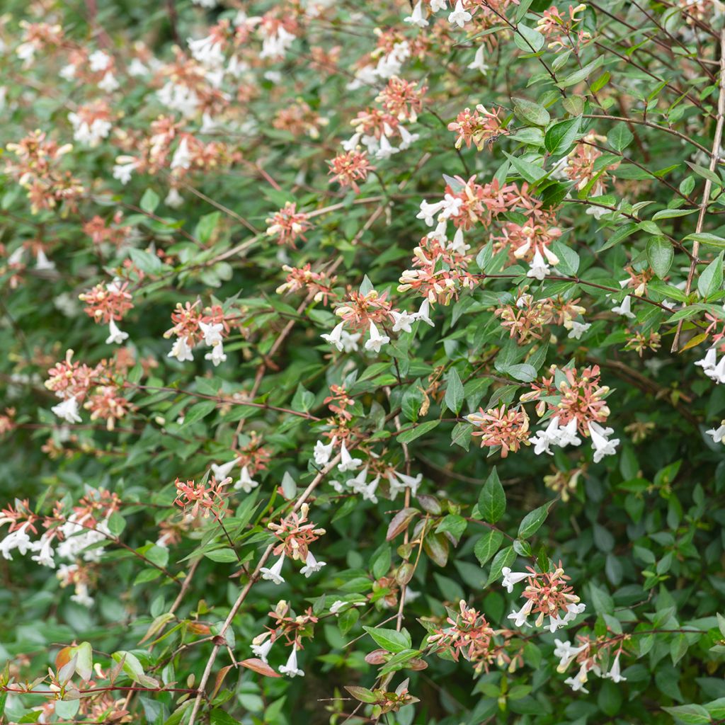 Abelia grandiflora Prostrata