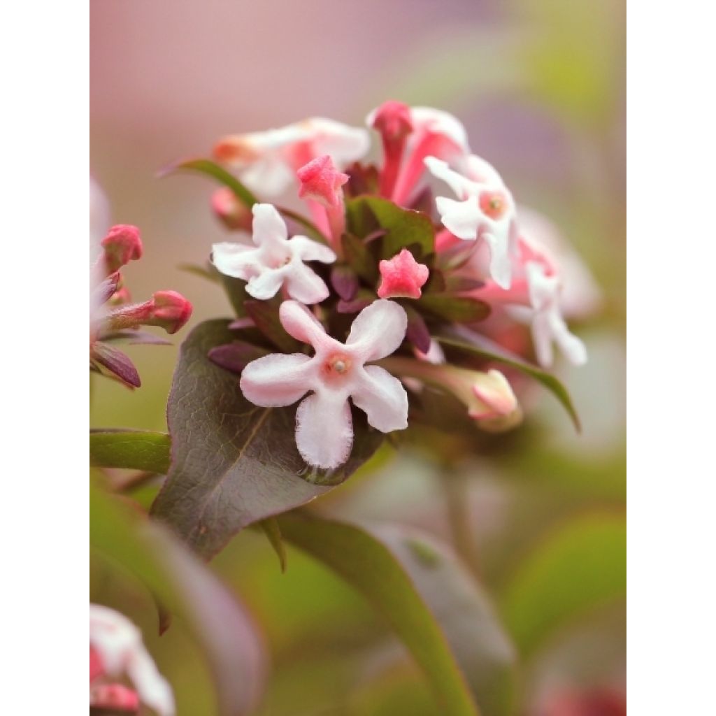 Abelia mosanensis Monia - Abélia parfumé