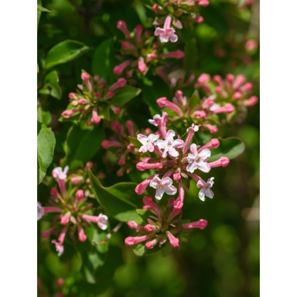 Abelia mosanensis Monia - Abélia parfumé