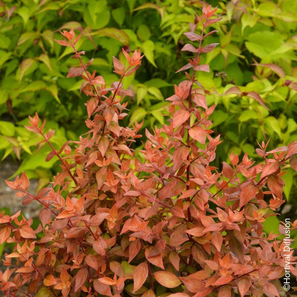 Abelia grandiflora Caramel Charm - Abélia à grandes fleurs