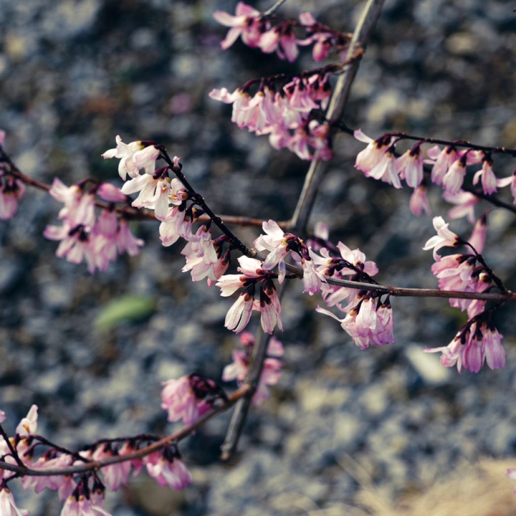 Abeliophyllum distichum Roseum - Forsythia rose de Corée