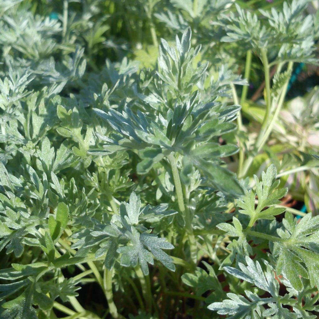 Absinthe - Artemisia absinthium