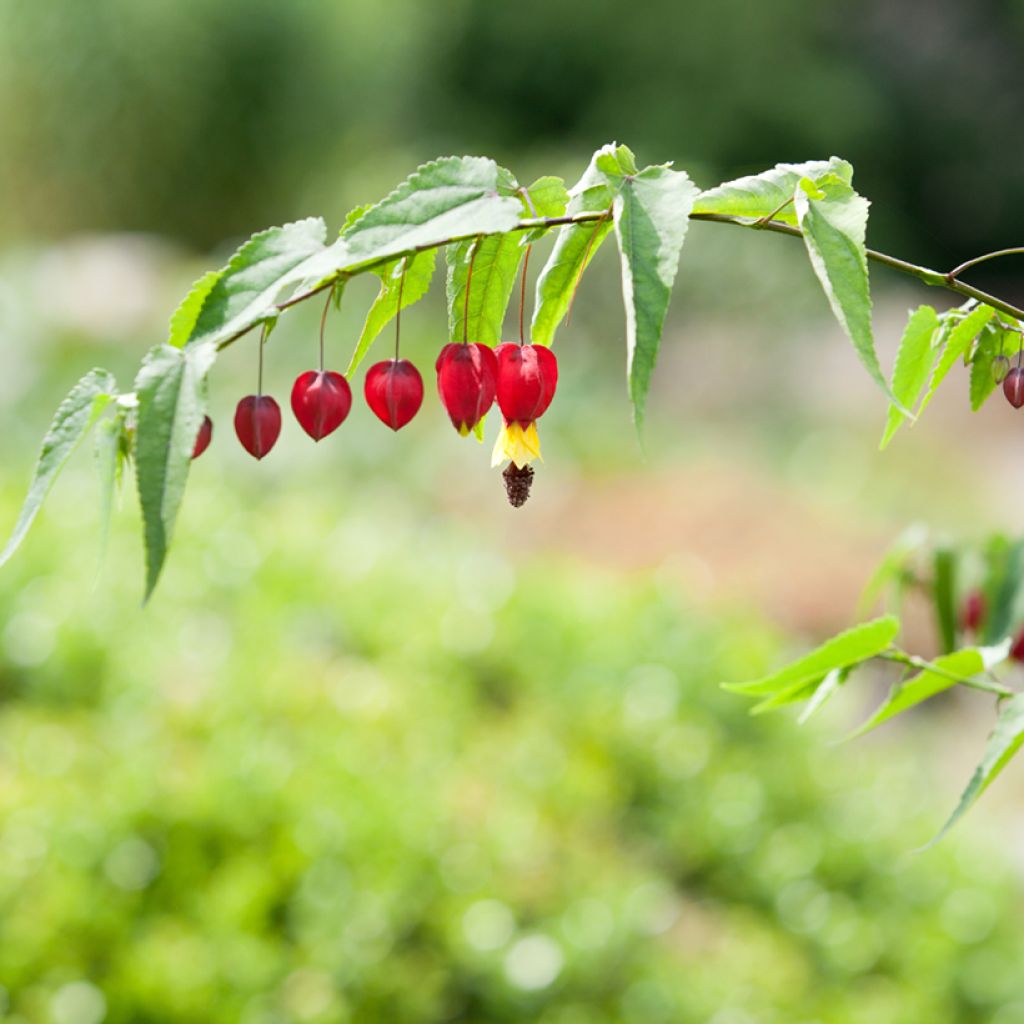 Abutilon megapotamicum - Abutilon du grand fleuve