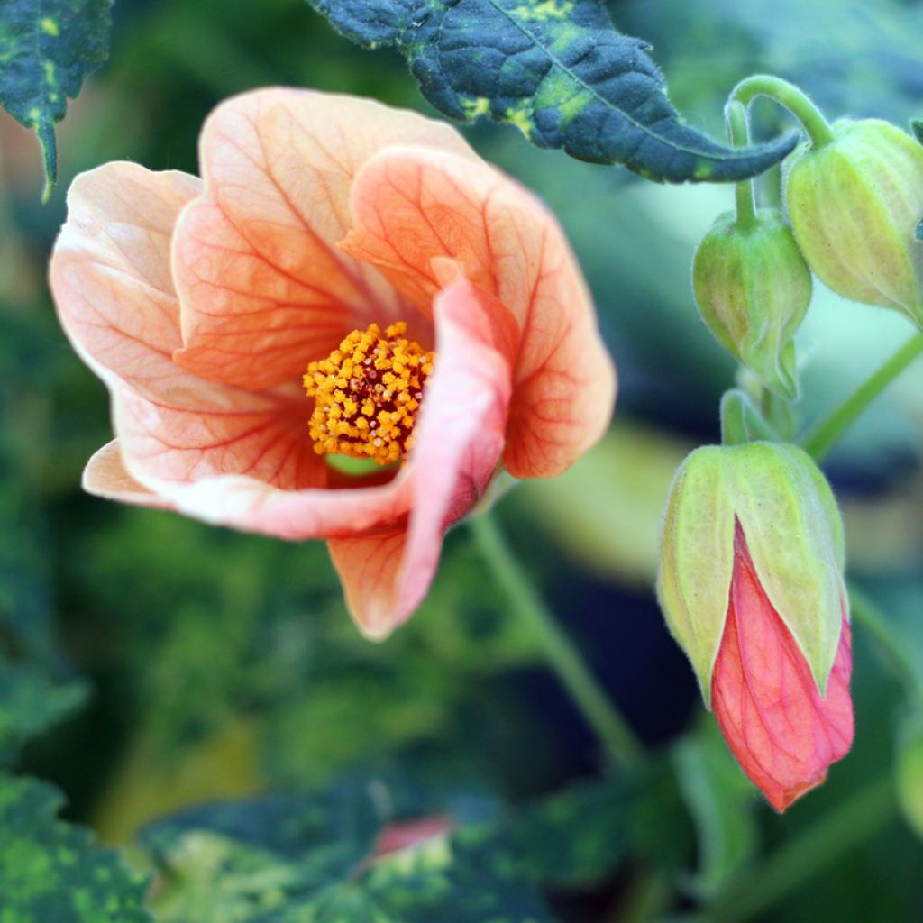 Abutilon pictum Thompsonii