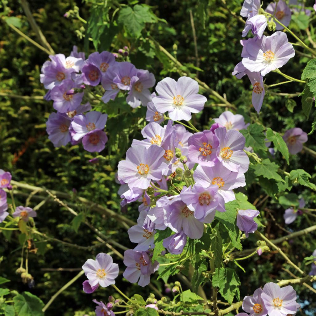 Abutilon vitifolium